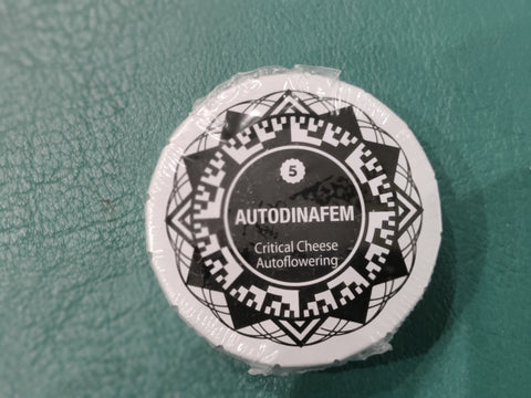 Critical Cheese Auto x5 - Dinafem