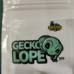Geckolope x 3 - Graines de Gecko
