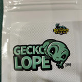 Geckolope x 3 - Graines de Gecko
