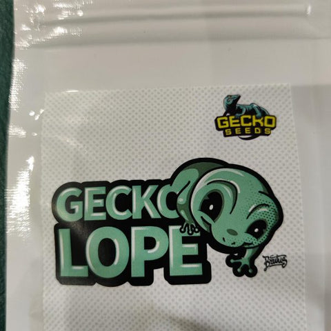 Geckolope x 3 - Geckosamen