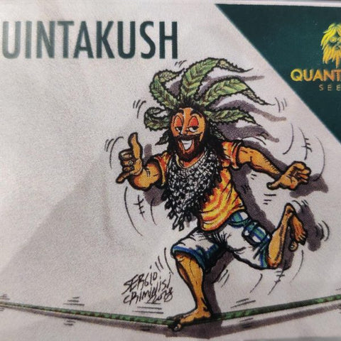 Quinta Kush x 3 - Quantamon Seeds