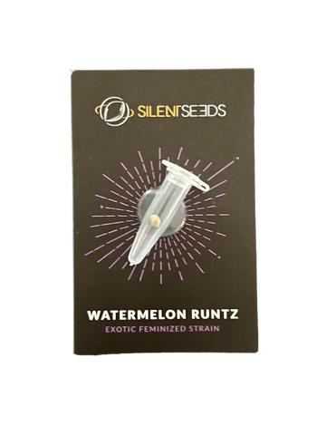 Watermelon Runtz x1 - Silent (Ex Dinafem)