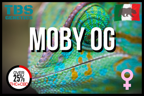 Moby OG 3 + 1 - TBS Genetics