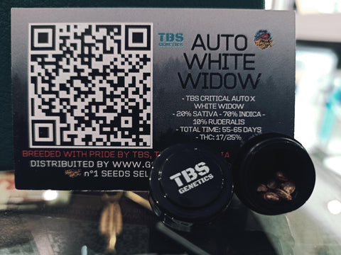 White Widow Auto 3+1 - TBS Genetics
